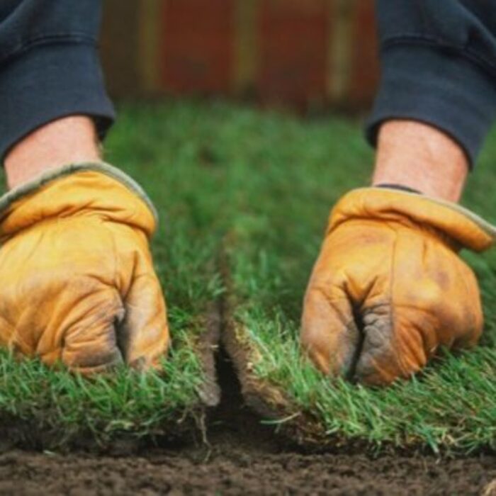 العشب الطبيعي (1)