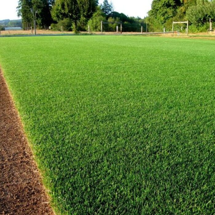 العشب الطبيعي (13)