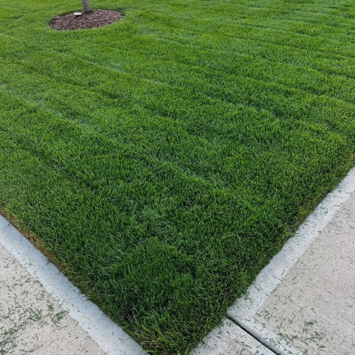 العشب الطبيعي (19)