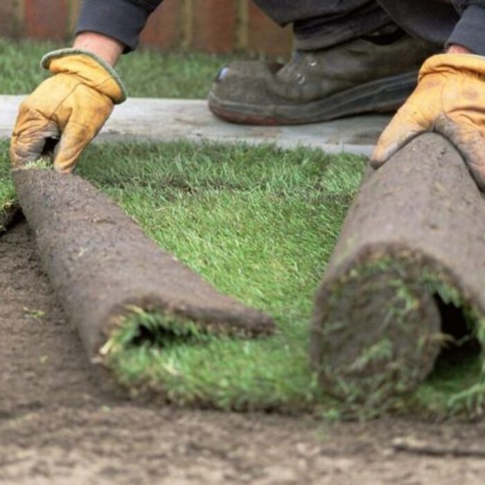 العشب الطبيعي (2)