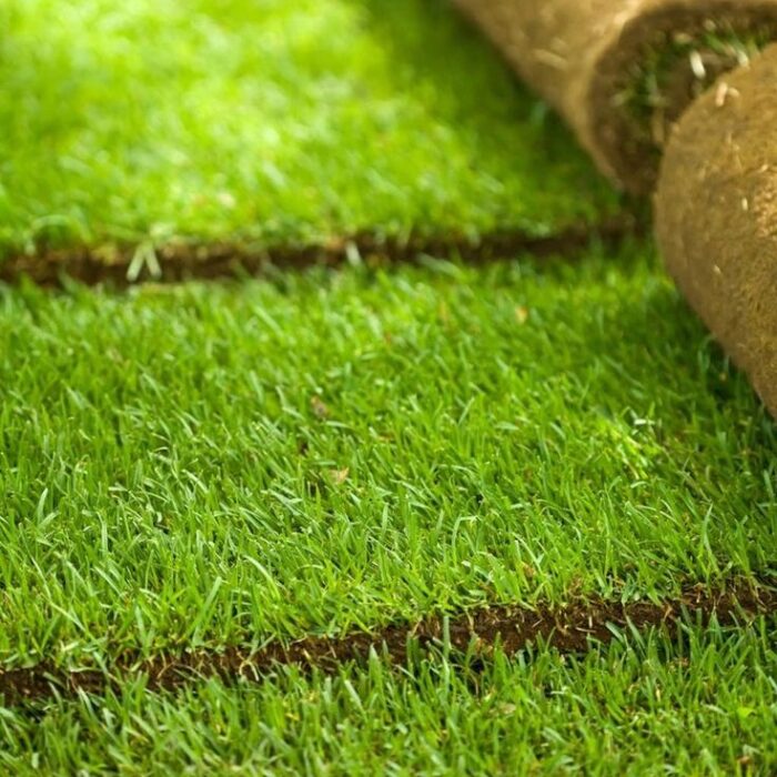 العشب الطبيعي (6)