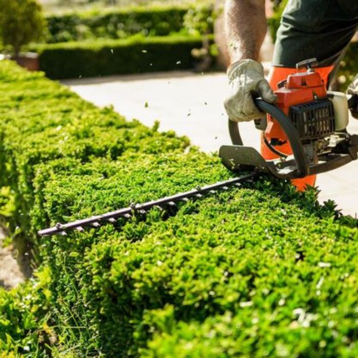 home and garden concept. hedge trimmer in action. shrub trimming