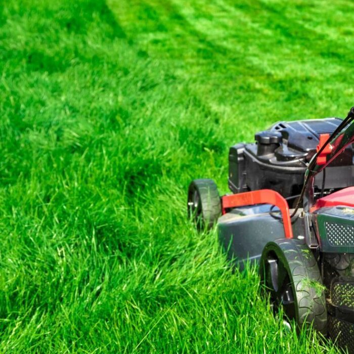 قص وتزيين الاشجار (4)