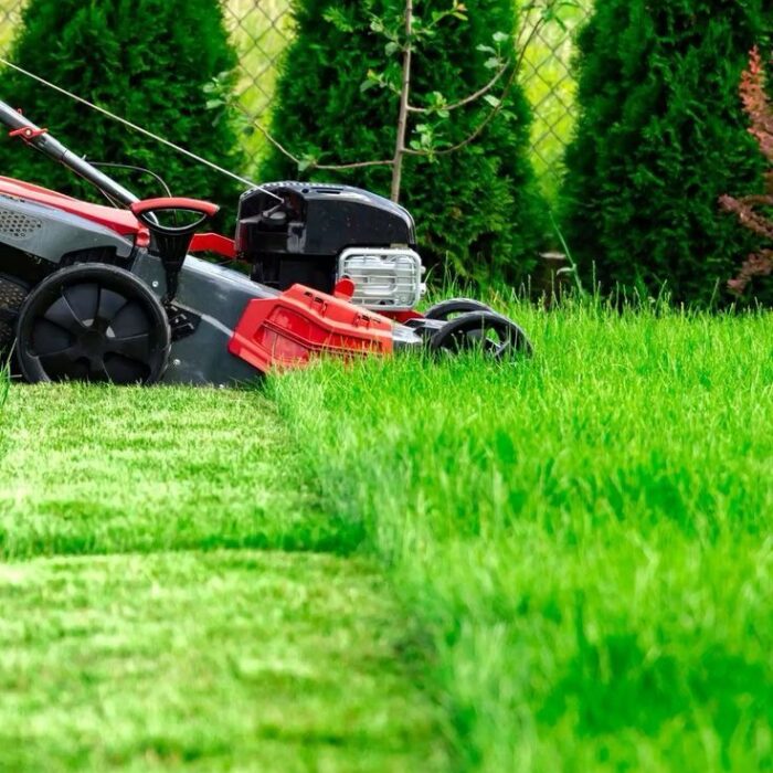 قص وتزيين الاشجار (5)