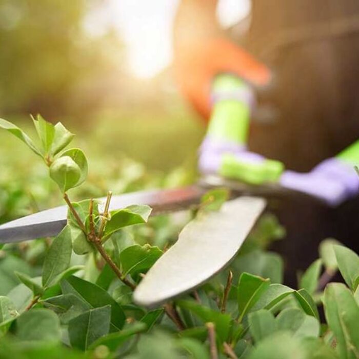 قص وتزيين الاشجار (6)