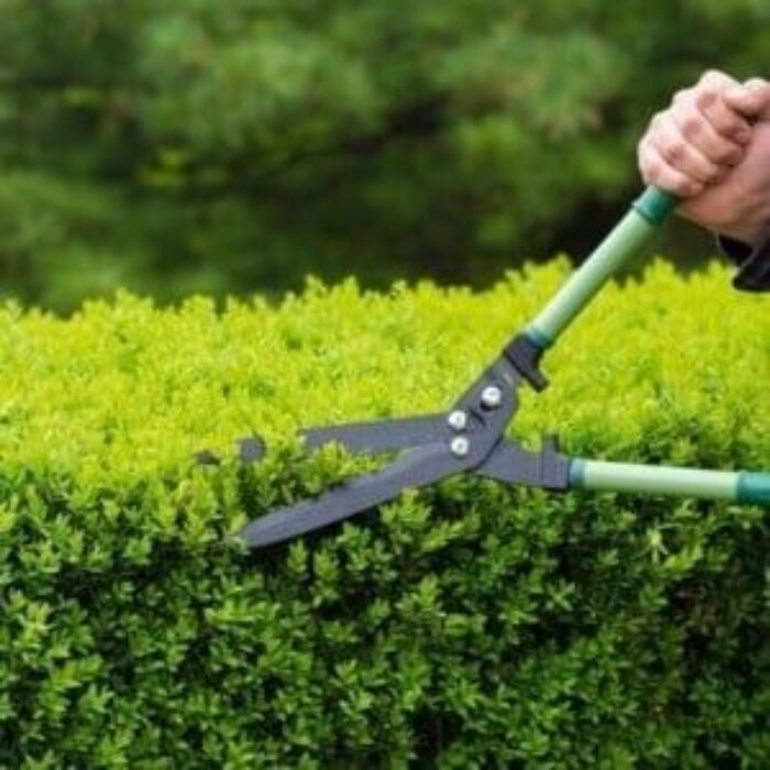 قص وتزيين الاشجار (7)