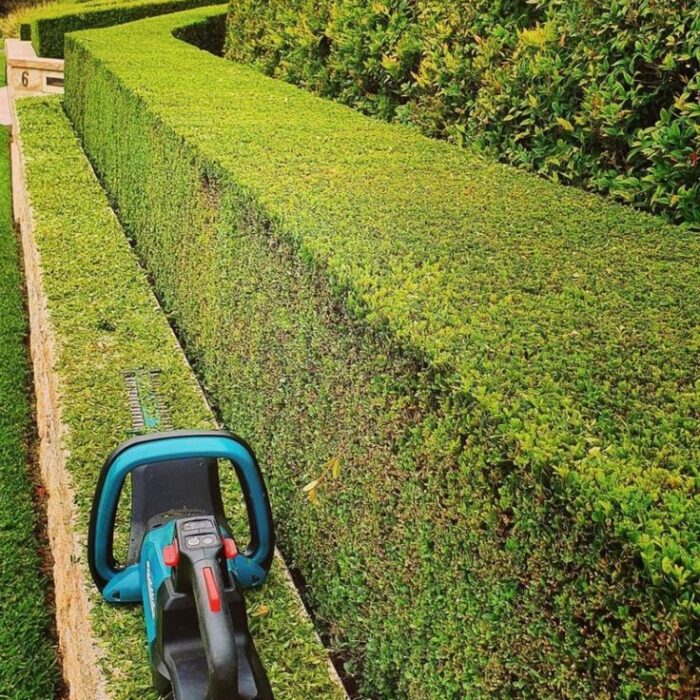 قص وتزيين الاشجار (8)